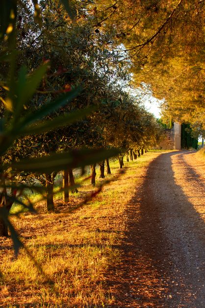 Photo d’extérieur pour le domaine La Fourcade à Capestang